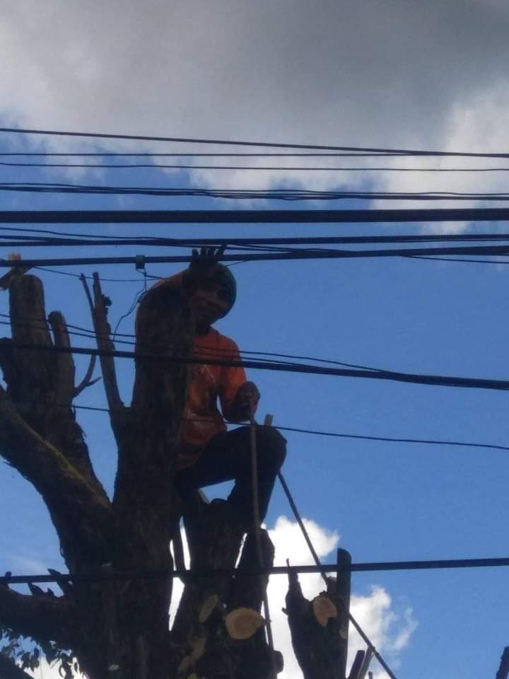 Jasa Tebang Pohon Jogja3