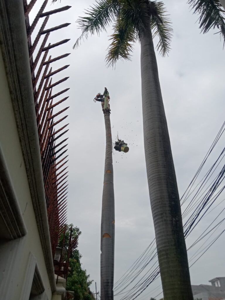 Jasa Tebang Pohon Murah Jakarta Pusat2