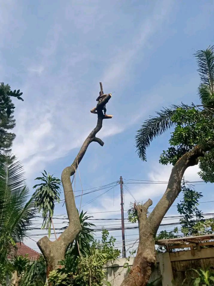 Jasa Tebang Pohon Tangerang Selatan5