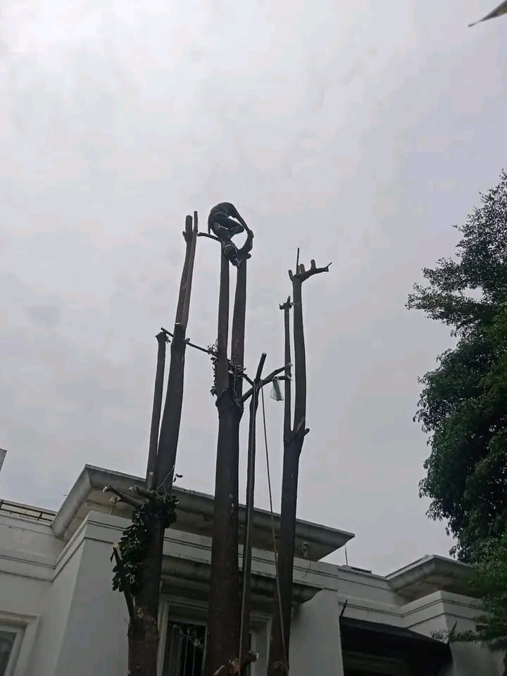 Jasa Tebang Pohon Tangerang Selatan3