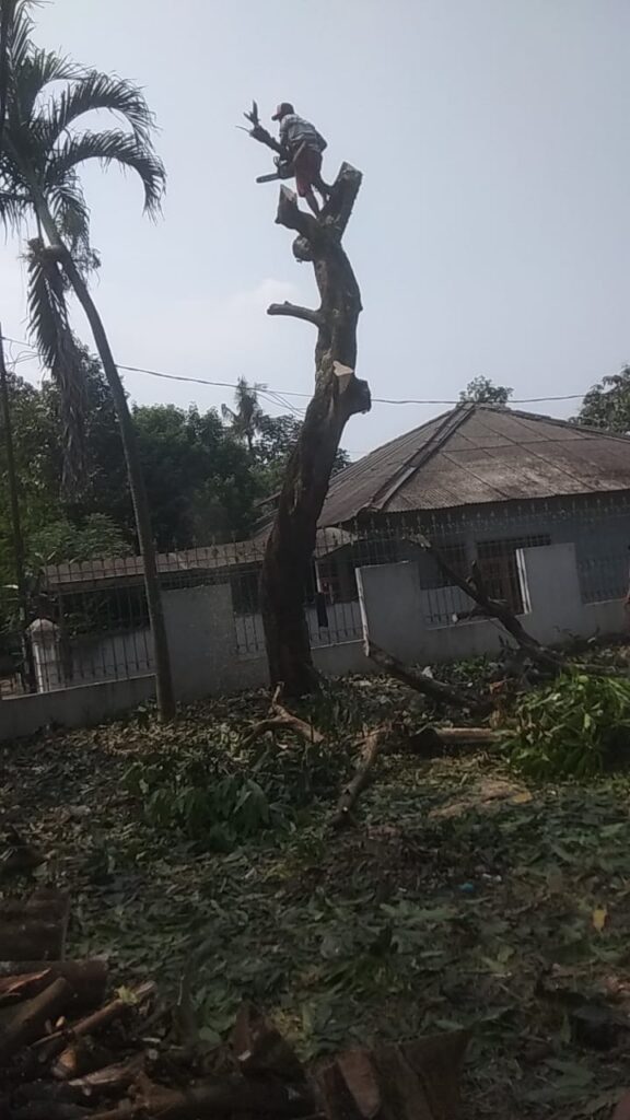 Jasa Tebang Pohon Pondok Pinang Jakarta Selatan2