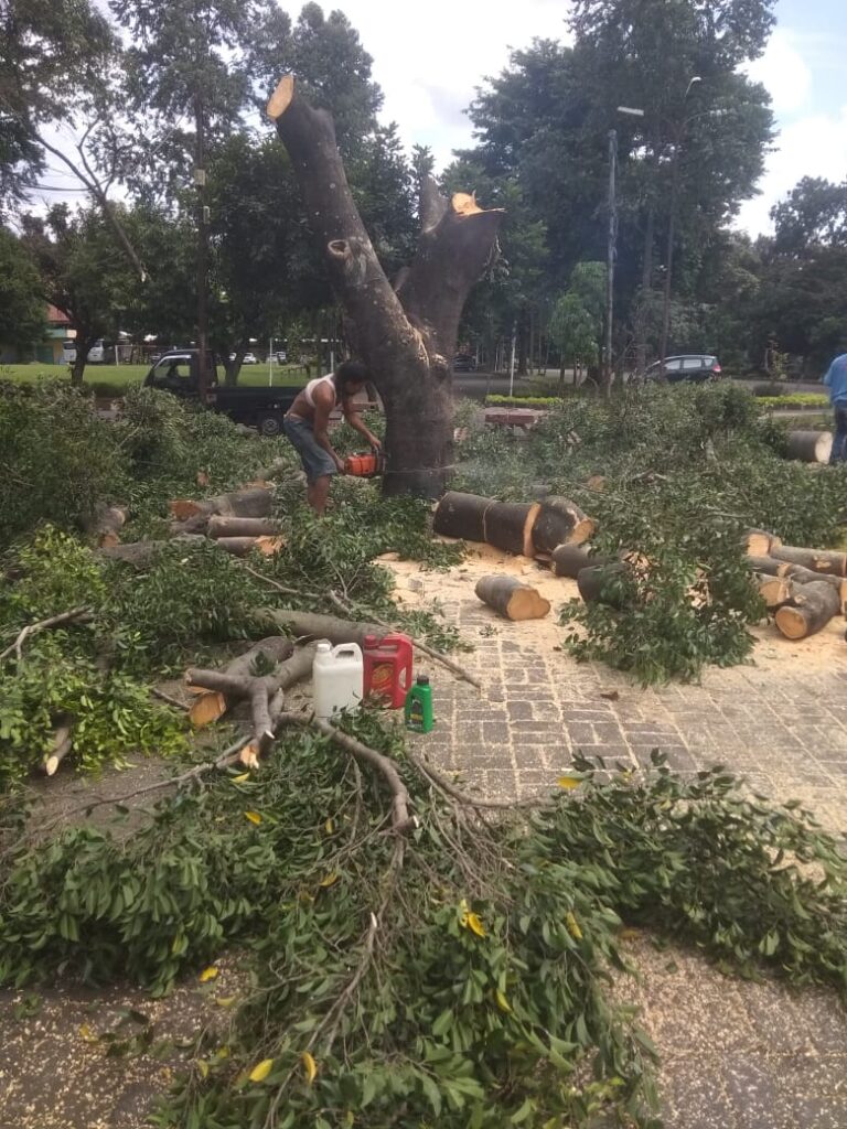 Jasa Tebang Pohon Pondok Pinang Jakarta Selatan3