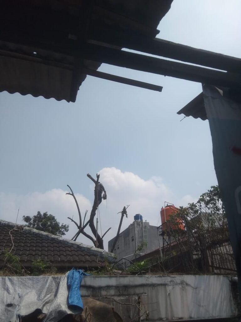 Jasa Tebang Pohon Pondok Pinang Jakarta Selatan