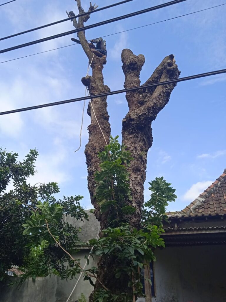 Jasa Tebang Pohon Jogja dan Bersih Kebun