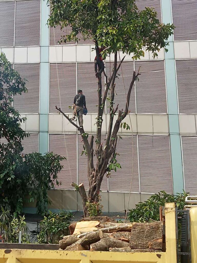 Jasa Tebang Pohon Jakarta Barat