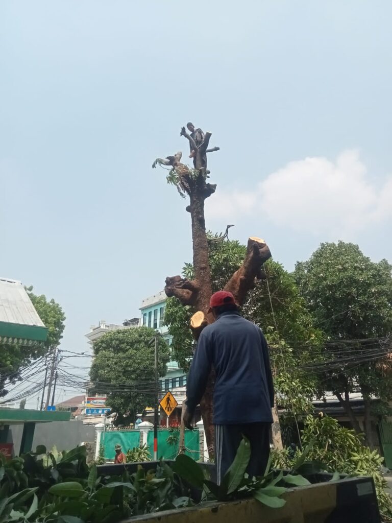 Jasa Tebang Pohon Jakarta Barat2