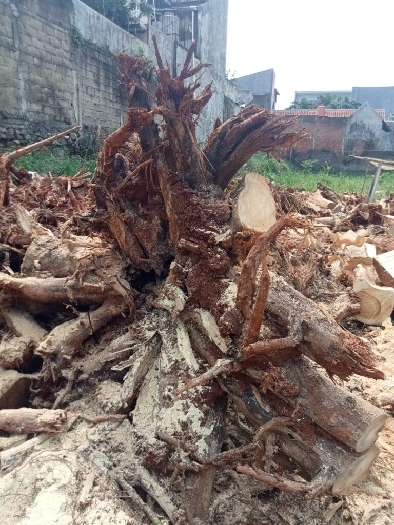 Jasa Tebang Pohon Mampang Jakarta Selatan3