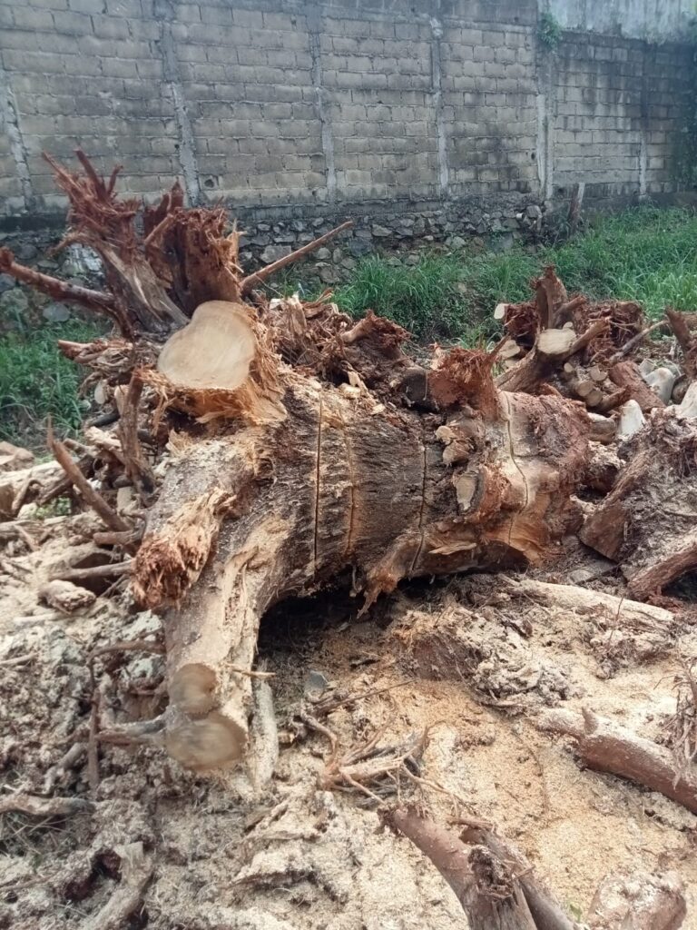 Jasa Tebang Pohon Mampang Jakarta Selatan4
