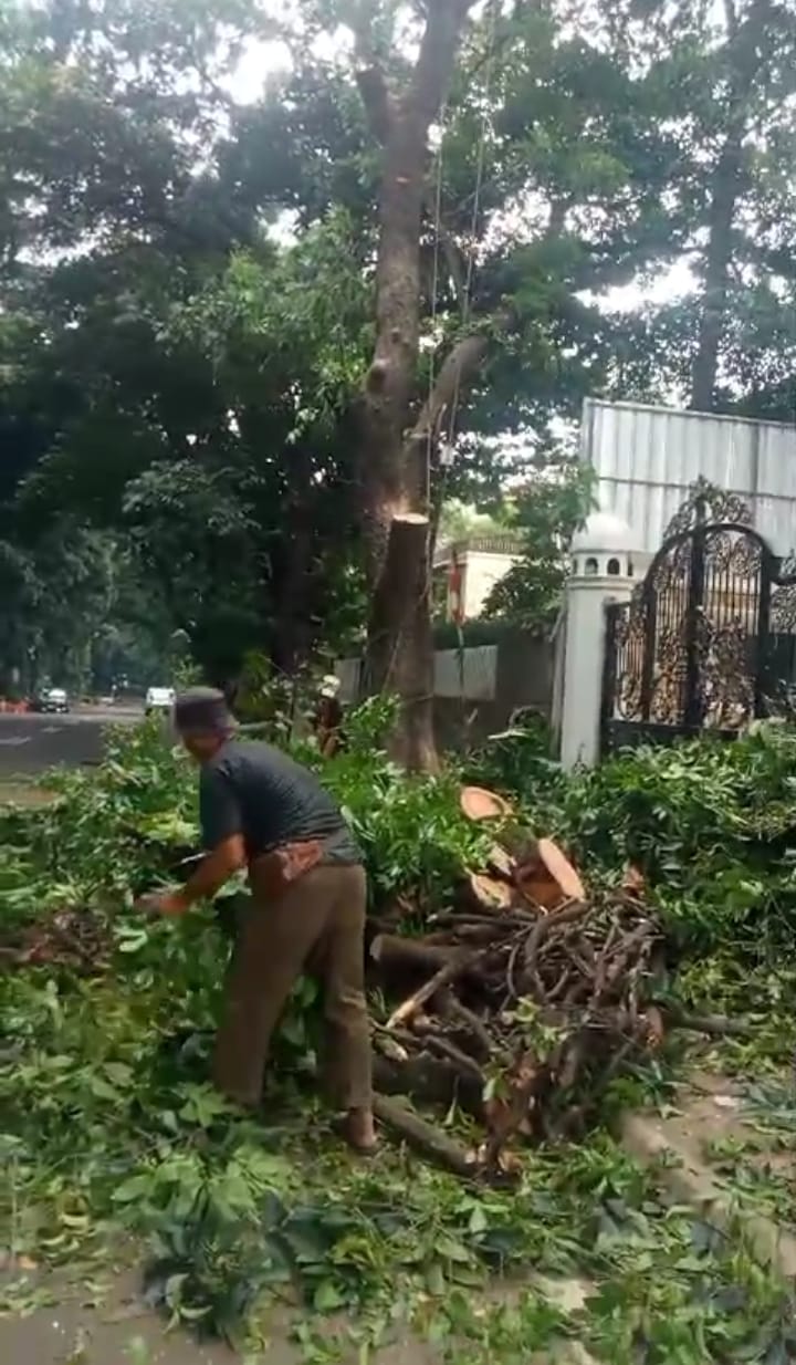 portofilio tebang pohon mampang
