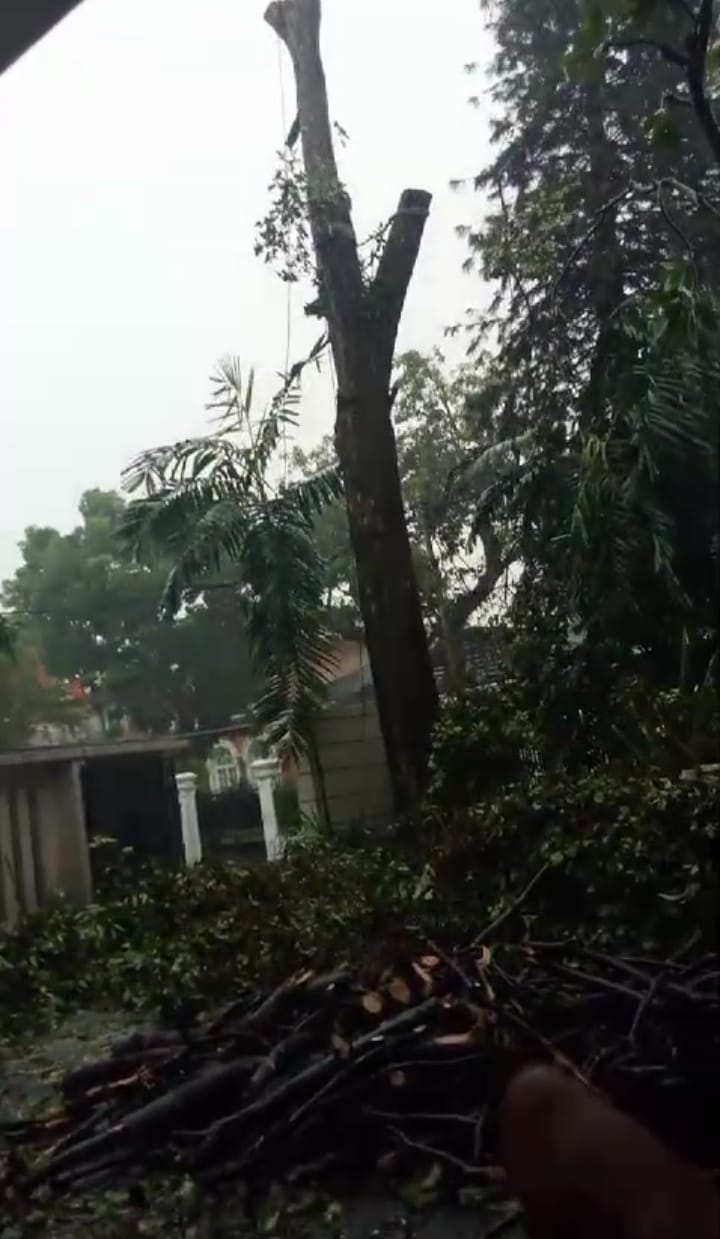 portofilio tebang pohon mampang2